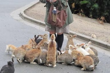 Tavsan Adasi Okunoshima Japonya