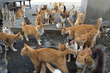 Tashirojima Japonya