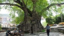HıdırbeyMusaAğacı