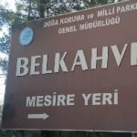 BelkahvePiknikAlanC4B1