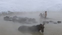Bitlis Guroymak Budakli Kaplicasi