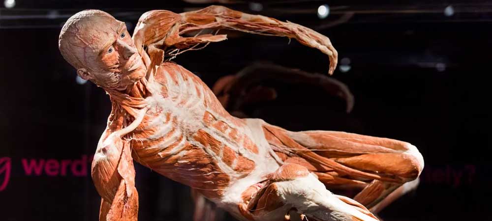 Amsterdam Gezilecek Yerler (40+ Yer) 20 Body Worlds Müzesi