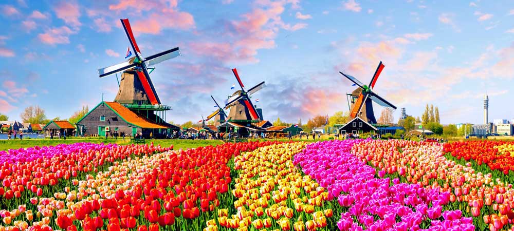 Amsterdam Gezilecek Yerler (40+ Yer) 42 Zaanse Schans - Yel Değirmenleri